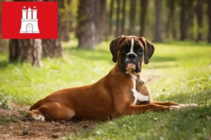 Přečtete si více ze článku Chovatelé boxerů a štěňat v Hamburku