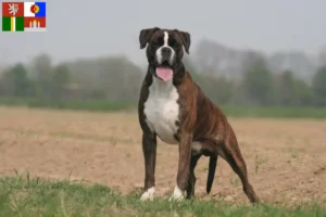 Přečtete si více ze článku Chovatelé boxerů a štěňat v Jižních Čechách