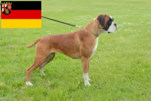 Přečtete si více ze článku Chovatelé boxerů a štěňat v Porýní-Falci