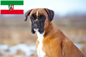 Přečtete si více ze článku Chovatelé boxerů a štěňat v Severním Porýní-Vestfálsku