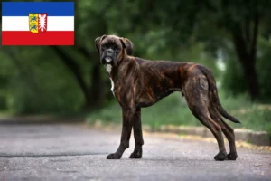 Přečtete si více ze článku Chovatelé boxerů a štěňat ve Šlesvicku-Holštýnsku