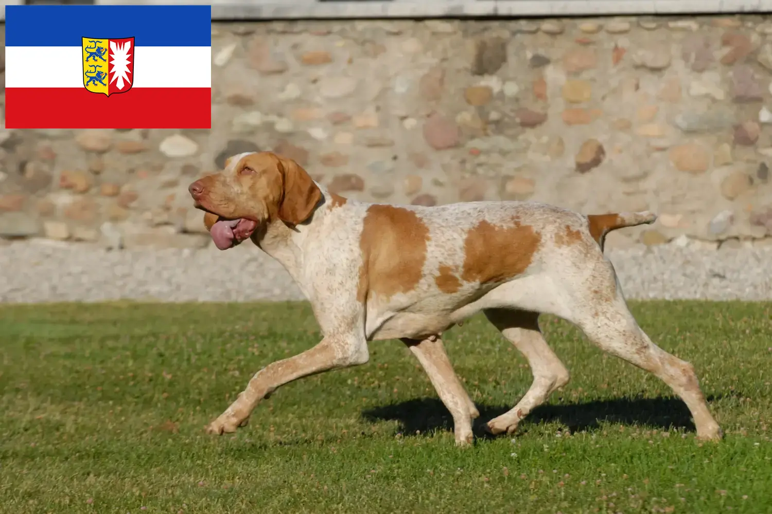 Bracco Italiano štěňata a chovatelé Šlesvicko-Holštýnsko Zde najdete chovatele plemene Bracco Italianos ve Šlesvicku-Holštýnsku.