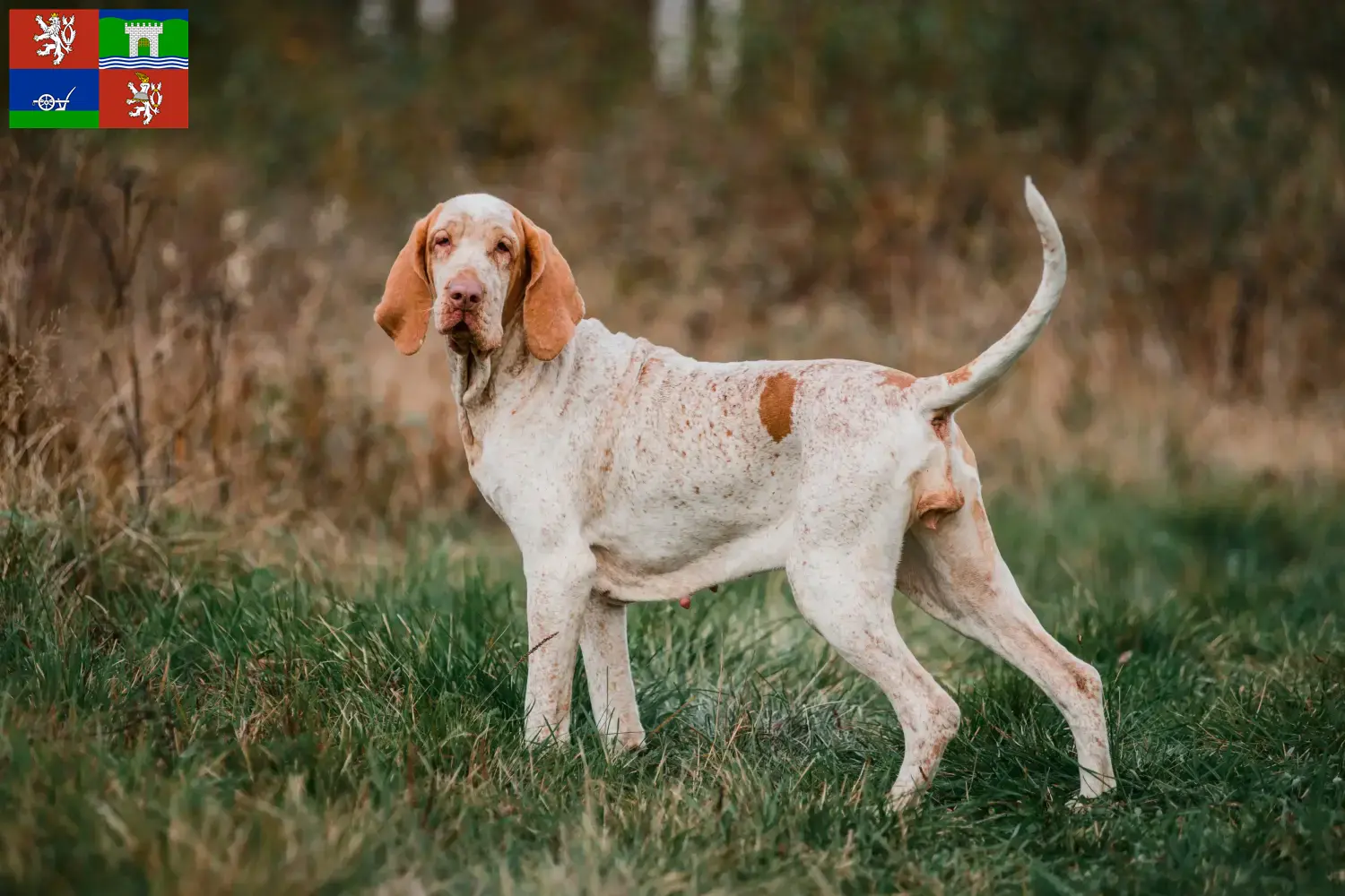 Bracco Italiano štěňata a chovatelé Ústí Zde najdete chovatele Bracco Italianos v Ústí.