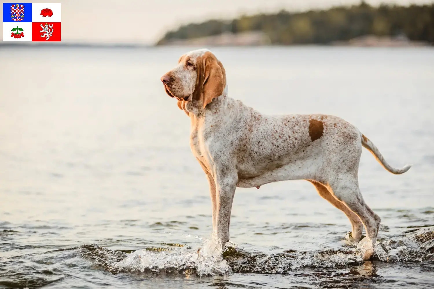 Bracco Italiano štěňata a chovatel Vysočina Zde najdete chovatele Bracco Italianos na Vysočině.