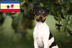Přečtete si více ze článku Chovatelé brazilských teriérů a štěňat v Meklenbursku-Předním Pomořansku