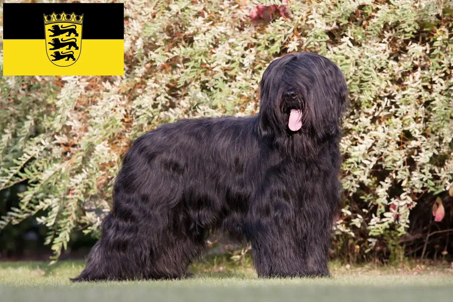 Briard štěňata a chovatelé Bádensko-Württembersko Zde najdete chovatele briardů v Bádensku-Württembersku.
