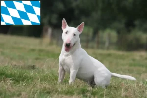 Přečtete si více ze článku Chovatelé bulteriérů a štěňat v Bavorsku