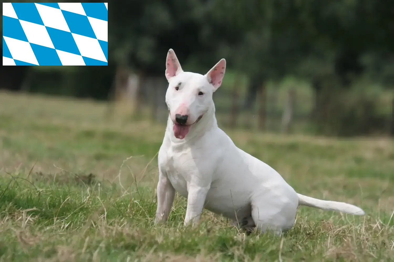 Štěňata a chovatelé bulteriérů Bavorsko Zde najdete chovatele bulteriérů v Bavorsku.