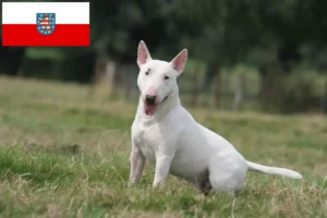 Přečtete si více ze článku Chovatelé bulteriérů a štěňat v Durynsku