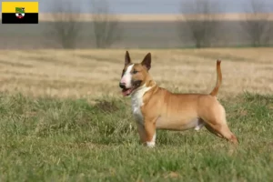 Přečtete si více ze článku Chovatelé bulteriérů a štěňat v Sasku-Anhaltsku