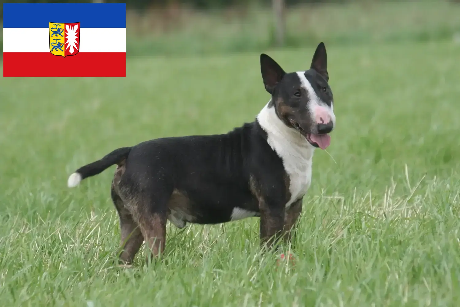 Přečtete si více ze článku Chovatelé bulteriérů a štěňat ve Šlesvicku-Holštýnsku