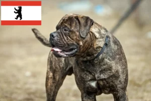 Přečtete si více ze článku Chovatelé bulmastifů a štěňat v Berlíně