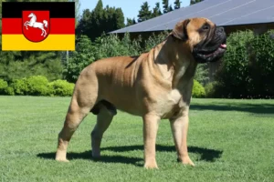 Přečtete si více ze článku Chovatelé bulmastifů a štěňat v Dolním Sasku
