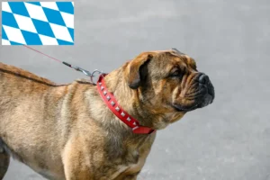 Přečtete si více ze článku Ca de Bou chovatelé a štěňata v Bavorsku