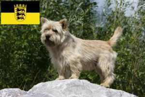 Přečtete si více ze článku Chovatelé cairn teriérů a štěňat v Bádensku-Württembersku