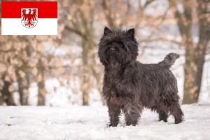 Přečtete si více ze článku Chovatelé cairn teriérů a štěňat v Brandenburgu