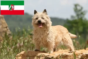 Přečtete si více ze článku Chovatelé cairn teriérů a štěňat v Severním Porýní-Vestfálsku