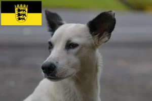 Přečtete si více ze článku Chovatelé a štěňata psů plemene Canaan v Bádensku-Württembersku