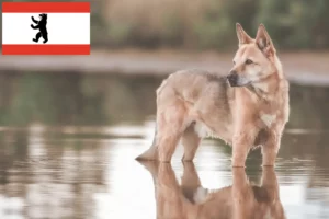 Přečtete si více ze článku Chovatelé psů a štěňat v Berlíně