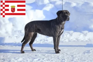 Přečtete si více ze článku Chovatelé a štěňata Cane Corso Italiano v Brémách