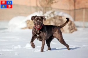 Přečtete si více ze článku Chovatelé a štěňata Cane Corso Italiano v Hradci Králové