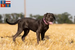 Přečtete si více ze článku Chovatelé a štěňata Cane Corso Italiano na jižní Moravě