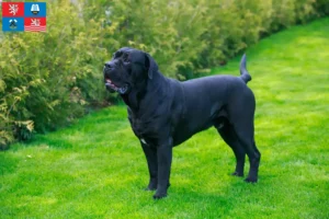 Přečtete si více ze článku Chovatelé a štěňata Cane Corso Italiano v Karlových Varech