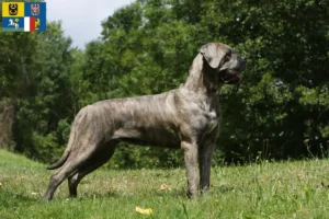 Přečtete si více ze článku Chovatelé a štěňata Cane Corso Italiano v Moravskoslezském kraji