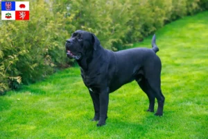 Přečtete si více ze článku Chovatelé a štěňata Cane Corso Italiano na Vysočině