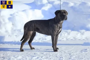 Přečtete si více ze článku Chovatelé a štěňata Cane Corso Italiano ve Zlíně