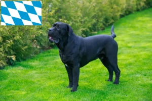 Přečtete si více ze článku Chovatelé a štěňata Cane Corso Italiano v Bavorsku