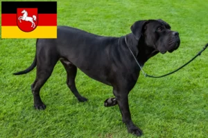 Přečtete si více ze článku Chovatelé a štěňata Cane Corso Italiano v Dolním Sasku
