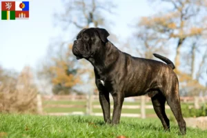 Přečtete si více ze článku Chovatelé a štěňata Cane Corso Italiano v Jižních Čechách