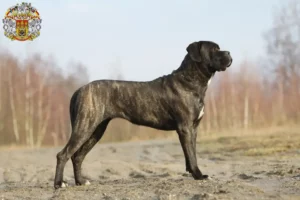 Přečtete si více ze článku Chovatelé a štěňata Cane Corso Italiano v Praze