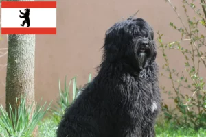 Přečtete si více ze článku Chovatelé a štěňata Cão de Agua português v Berlíně