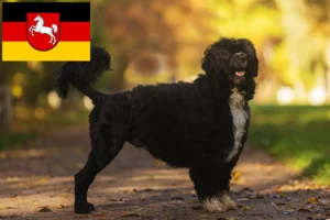Přečtete si více ze článku Chovatelé a štěňata Cão de Agua português v Dolním Sasku