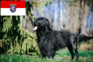 Přečtete si více ze článku Chovatelé a štěňata Cão de Agua português v Hesensku