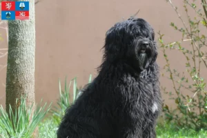 Přečtete si více ze článku Chovatelé a štěňata Cão de Agua português v Karlových Varech