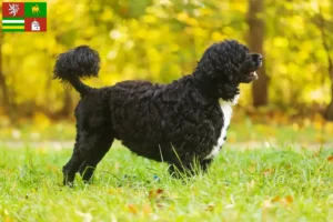 Přečtete si více ze článku Chovatelé a štěňata Cão de Agua português v Plzni
