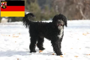 Přečtete si více ze článku Chovatelé a štěňata Cão de Agua português v Porýní-Falci