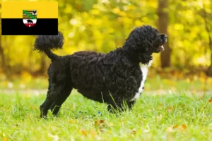 Přečtete si více ze článku Chovatelé a štěňata Cão de Agua português v Sasku-Anhaltsku