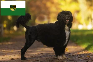 Přečtete si více ze článku Chovatelé a štěňata Cão de Agua português v Sasku