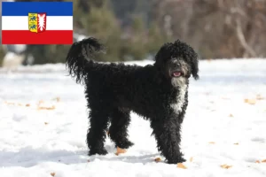 Přečtete si více ze článku Cão de Agua português chovatelé a štěňata ve Šlesvicku-Holštýnsku