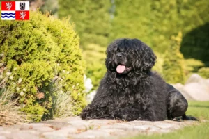 Přečtete si více ze článku Chovatelé a štěňata Cão de Agua português ve Středočeském kraji