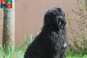 Přečtete si více ze článku Chovatelé a štěňata Cão de Agua português v Ústí
