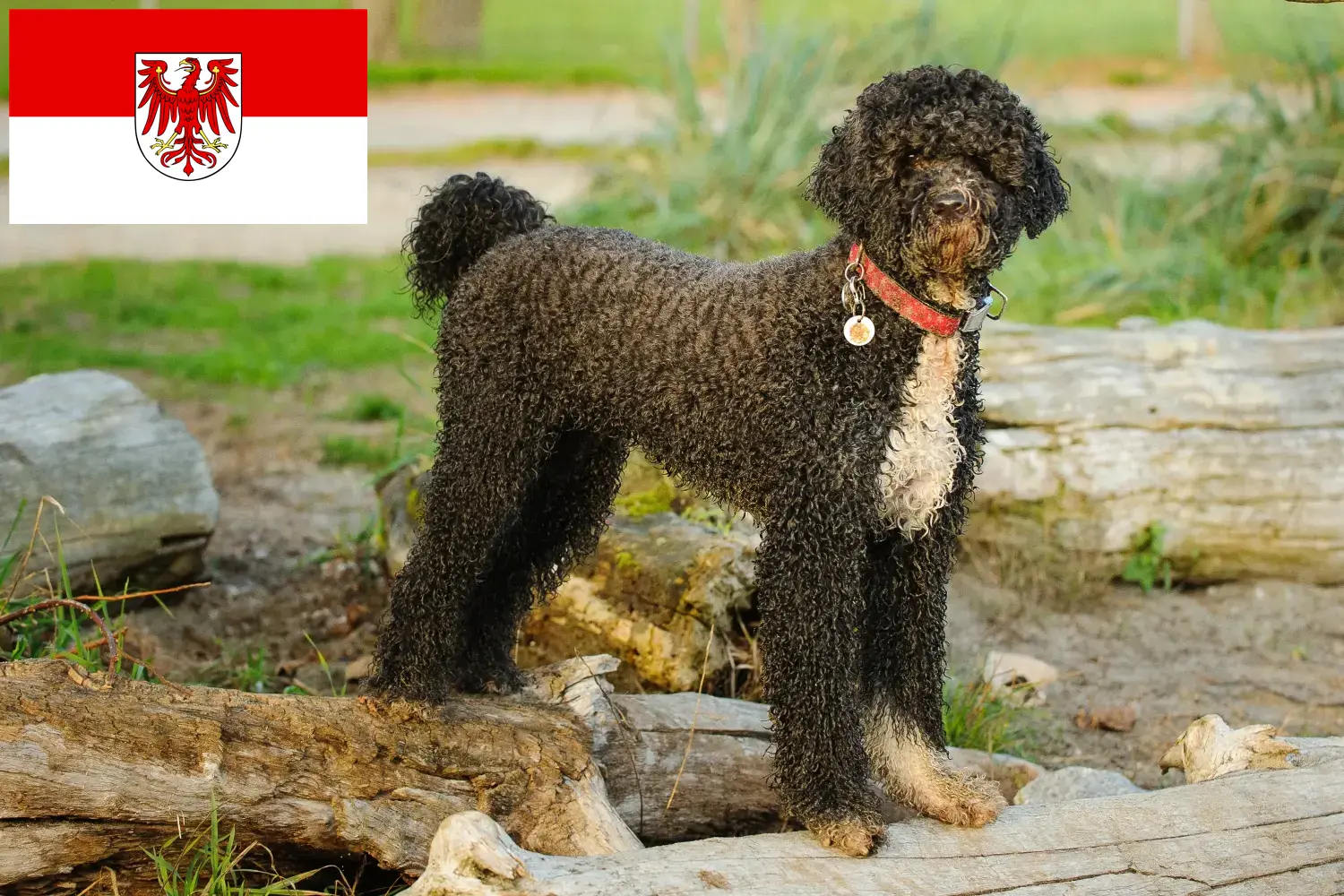 Cão de Agua português štěňata a chovatelé Brandenburg Zde najdete chovatele Cão de Agua português v Braniborsku.