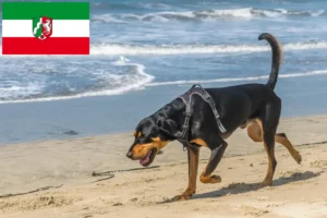 Přečtete si více ze článku Chovatelé mývalích psů a štěňat v Severním Porýní-Vestfálsku