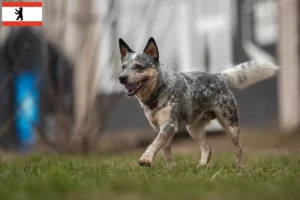 Přečtete si více ze článku Chovatelé australských honáckých psů a štěňat v Berlíně