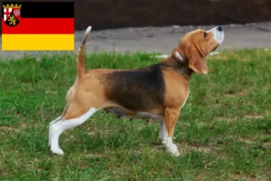 Přečtete si více ze článku Chovatelé bíglů a štěňat v Porýní-Falci