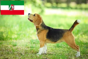 Přečtete si více ze článku Chovatelé bíglů a štěňat v Severním Porýní-Vestfálsku